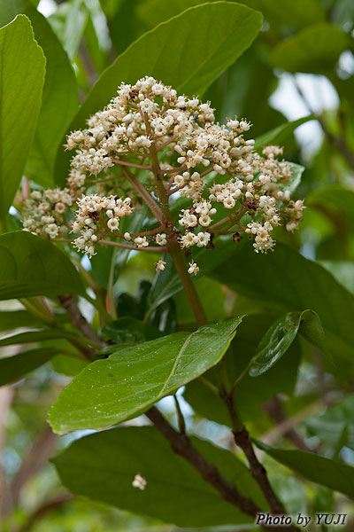 サンゴジュ Viburnum odoratissimum var. awabuki