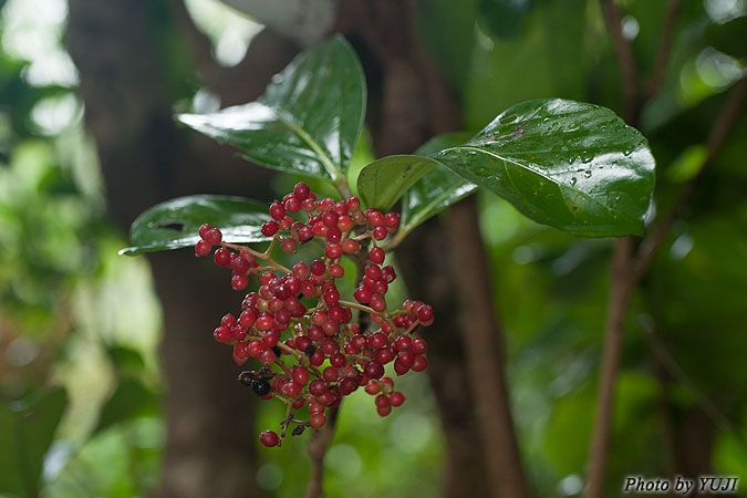 サンゴジュ Viburnum odoratissimum var. awabuki