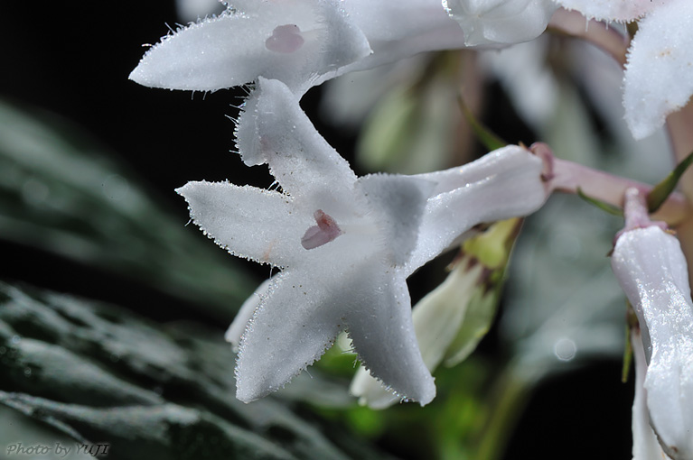 サツマイナモリ Ophiorrhiza japonica