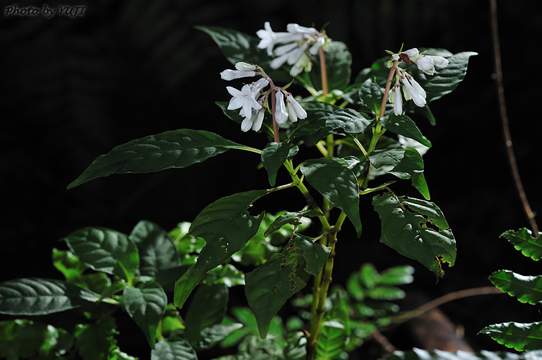 サツマイナモリ Ophiorrhiza japonica