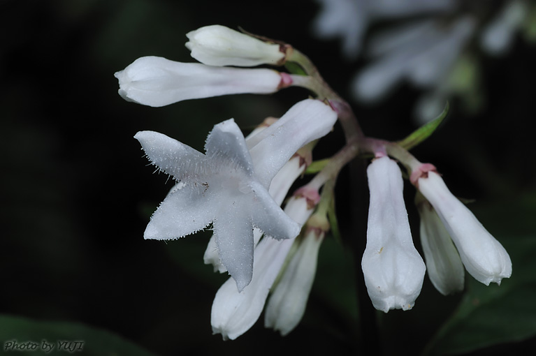 サツマイナモリ Ophiorrhiza japonica