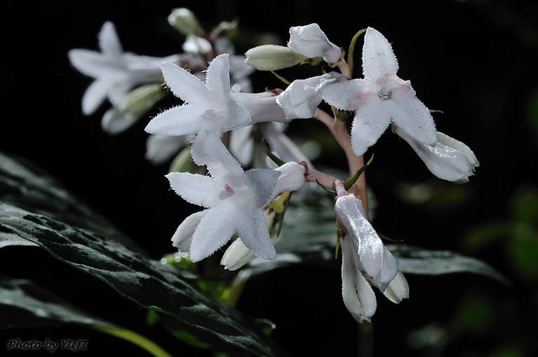 サツマイナモリ Ophiorrhiza japonica