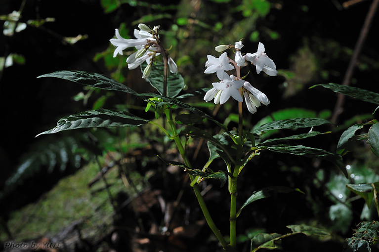 サツマイナモリ Ophiorrhiza japonica