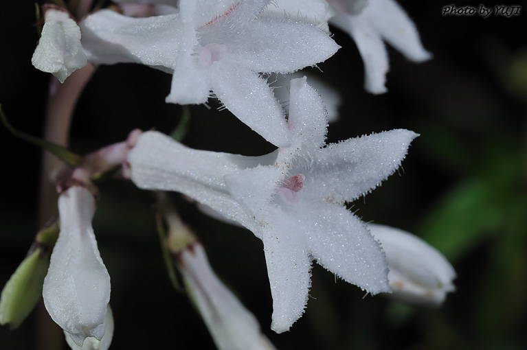 サツマイナモリ Ophiorrhiza japonica