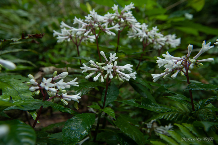 サツマイナモリ Ophiorrhiza japonica