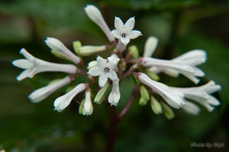 サツマイナモリ Ophiorrhiza japonica