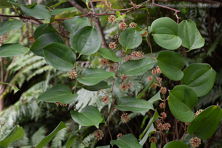 サツマサンキライ Smilax bracteata