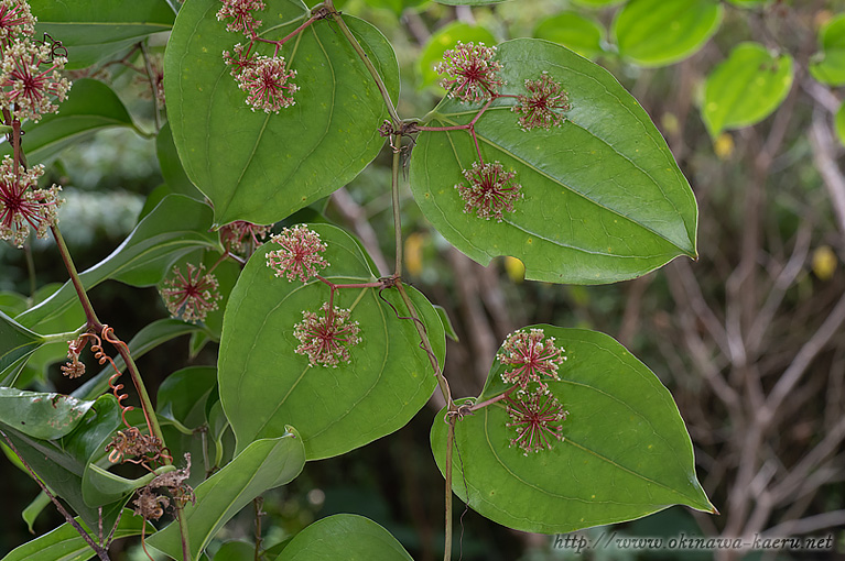 サツマサンキライ Smilax bracteata