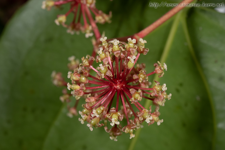 サツマサンキライ Smilax bracteata