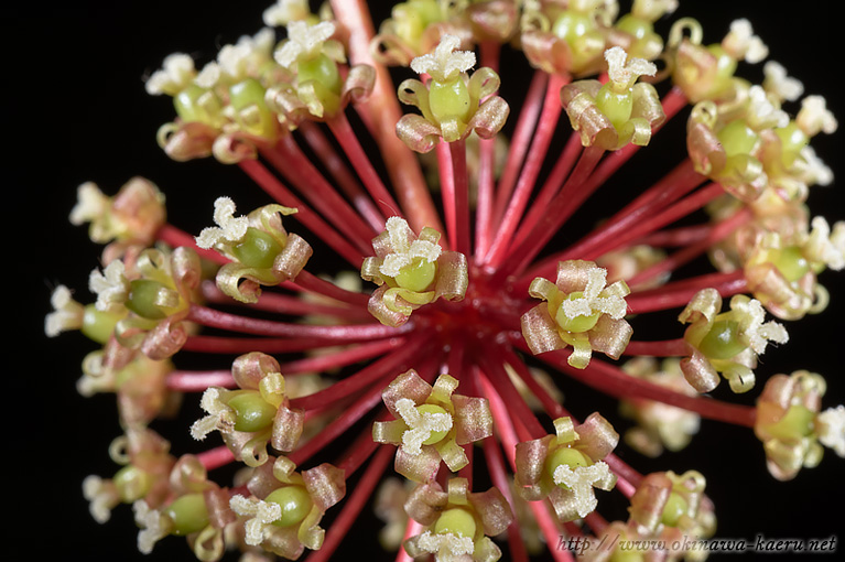 サツマサンキライ Smilax bracteata