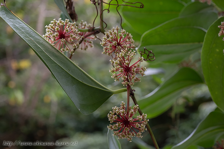 サツマサンキライ Smilax bracteata