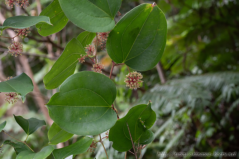 サツマサンキライ Smilax bracteata