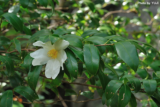 サザンカ Camellia sasanqua