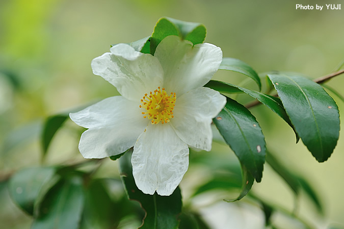 サザンカ Camellia sasanqua