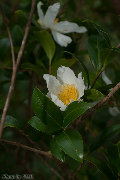 サザンカ Camellia sasanqua