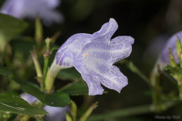 セイタカスズムシソウ Strobilanthes glanduliferus