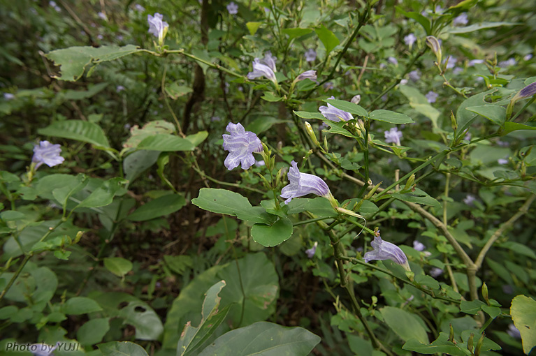 セイタカスズムシソウ Strobilanthes glanduliferus