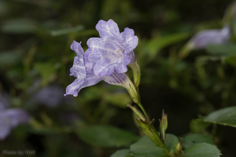 セイタカスズムシソウ Strobilanthes glanduliferus