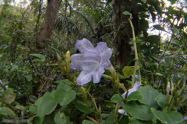 セイタカスズムシソウ Strobilanthes glanduliferus