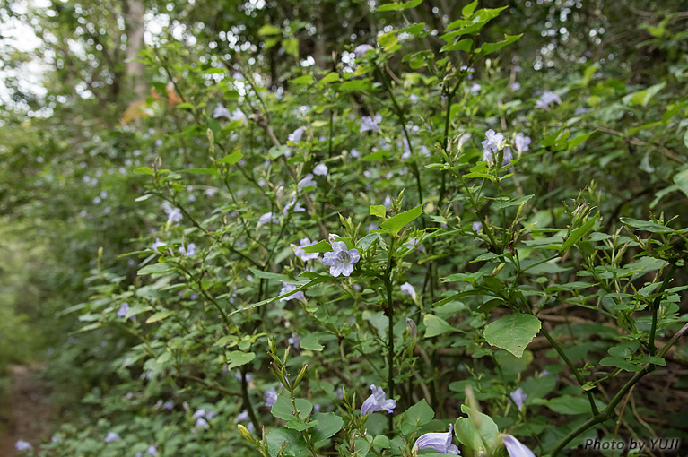 セイタカスズムシソウ Strobilanthes glanduliferus