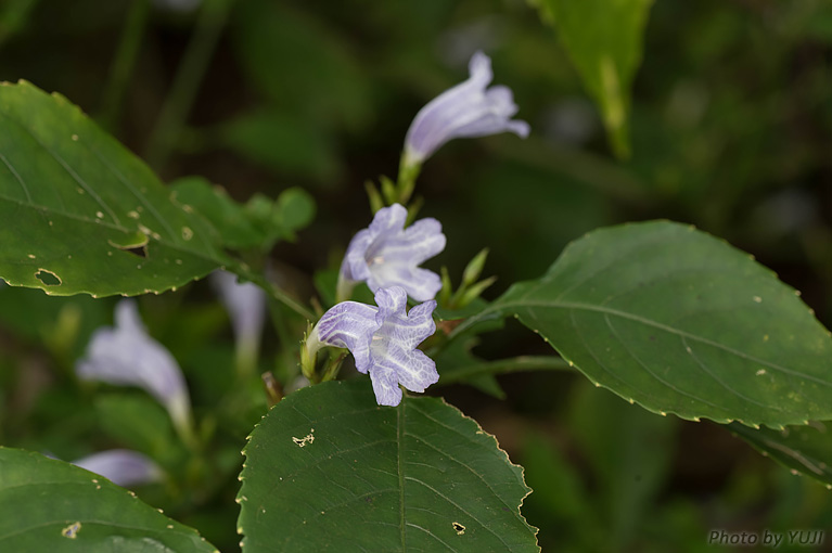 セイタカスズムシソウ Strobilanthes glanduliferus