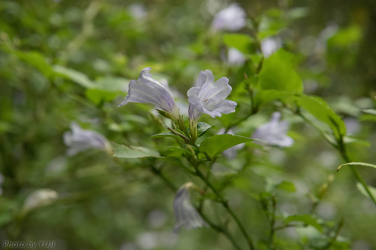 セイタカスズムシソウ Strobilanthes glanduliferus