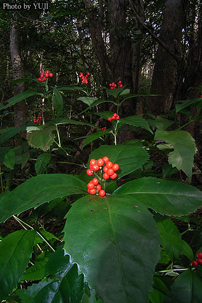 センリョウ Sarcandra glabra