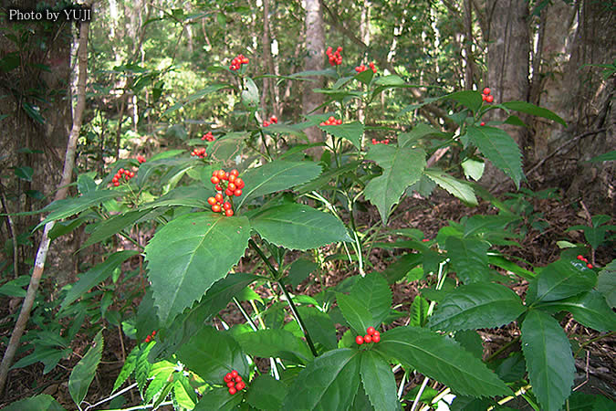 センリョウ Sarcandra glabra