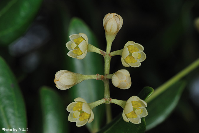 シバニッケイ Cinnamomum doederleinii