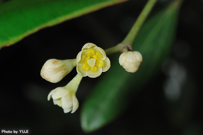 シバニッケイ Cinnamomum doederleinii