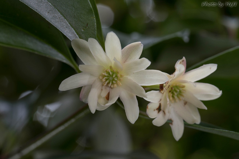 シキミ Illicium anisatum