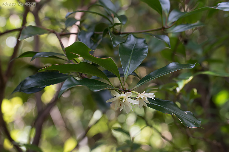 シキミ Illicium anisatum