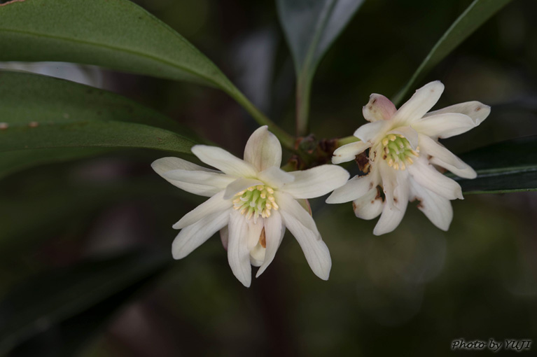 シキミ Illicium anisatum