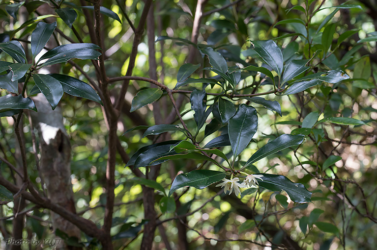 シキミ Illicium anisatum