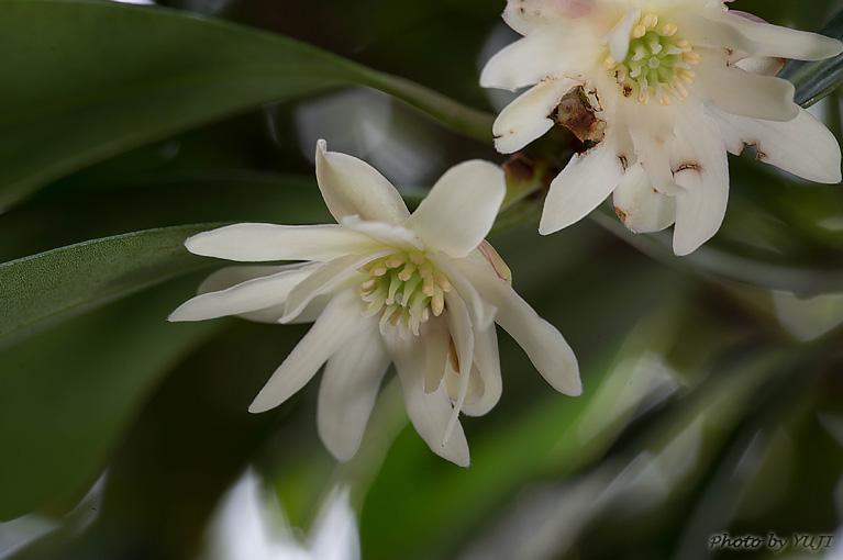 シキミ Illicium anisatum