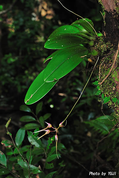 シコウラン Bulbophyllum macraei 