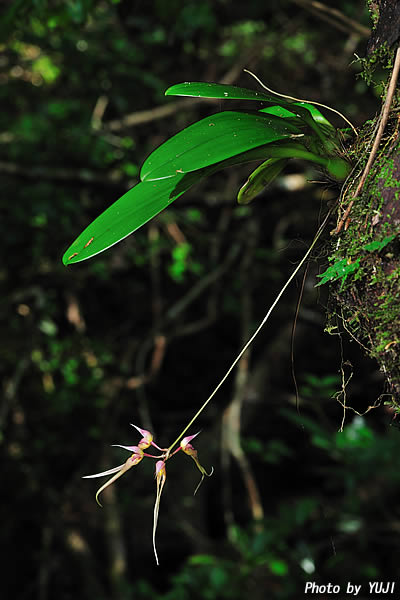 シコウラン Bulbophyllum macraei 