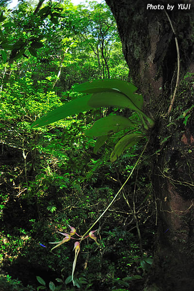 シコウラン Bulbophyllum macraei 