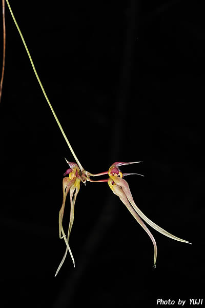 シコウラン Bulbophyllum macraei 