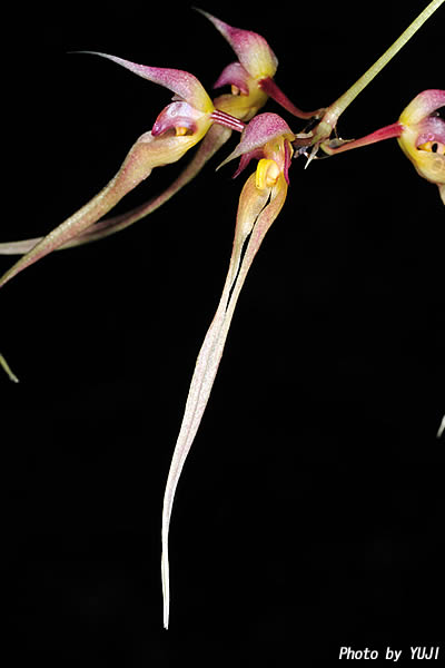 シコウラン Bulbophyllum macraei 