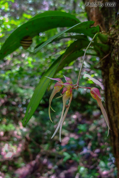 シコウラン Bulbophyllum macraei 