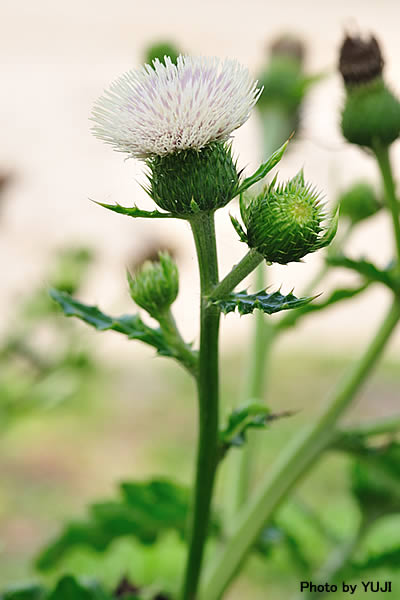 シマアザミ Cirsium brevicaule