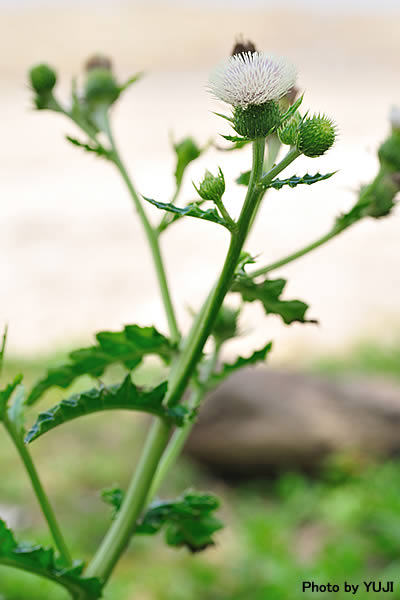 シマアザミ Cirsium brevicaule