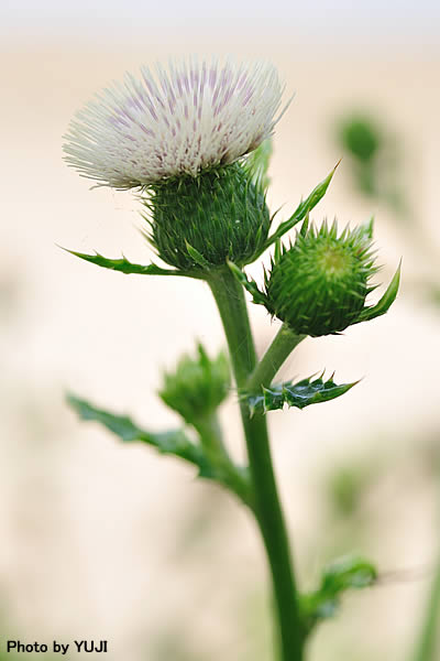 シマアザミ Cirsium brevicaule