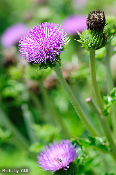 シマアザミ Cirsium brevicaule