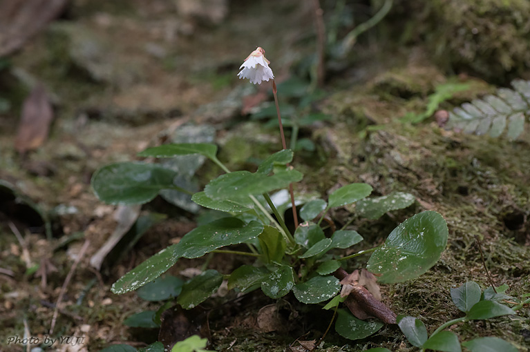 シマイワウチワ（シマイワカガミ、ランダイイワウメ） Shortia rotundifolia var. rotundifolia