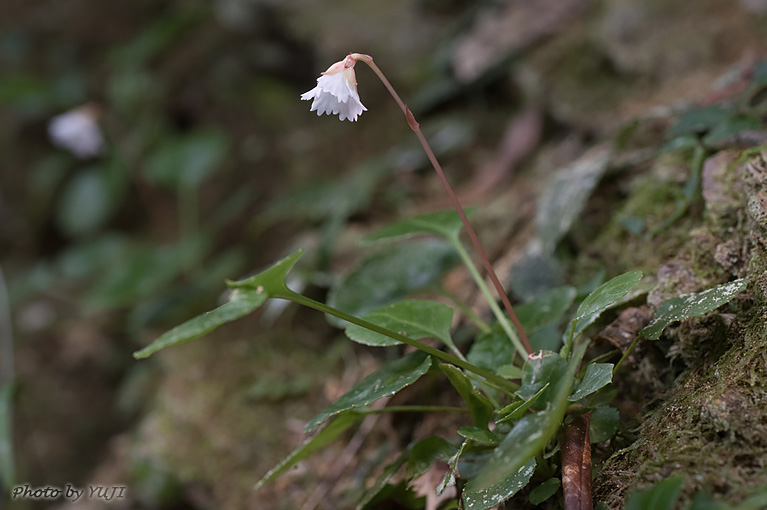 シマイワウチワ（シマイワカガミ、ランダイイワウメ） Shortia rotundifolia var. rotundifolia