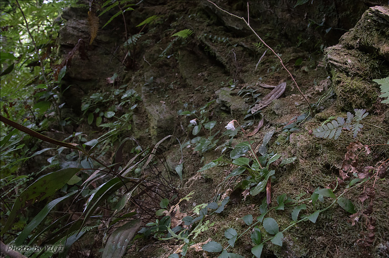 シマイワウチワ（シマイワカガミ、ランダイイワウメ） Shortia rotundifolia var. rotundifolia