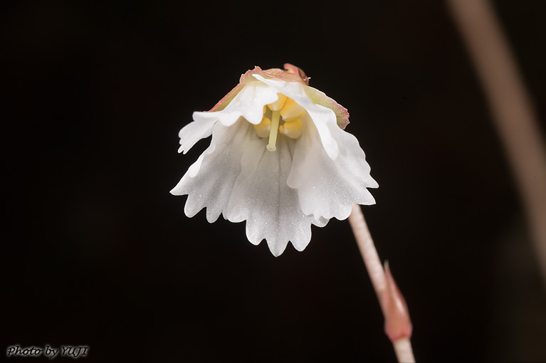 シマイワウチワ（シマイワカガミ、ランダイイワウメ） Shortia rotundifolia var. rotundifolia