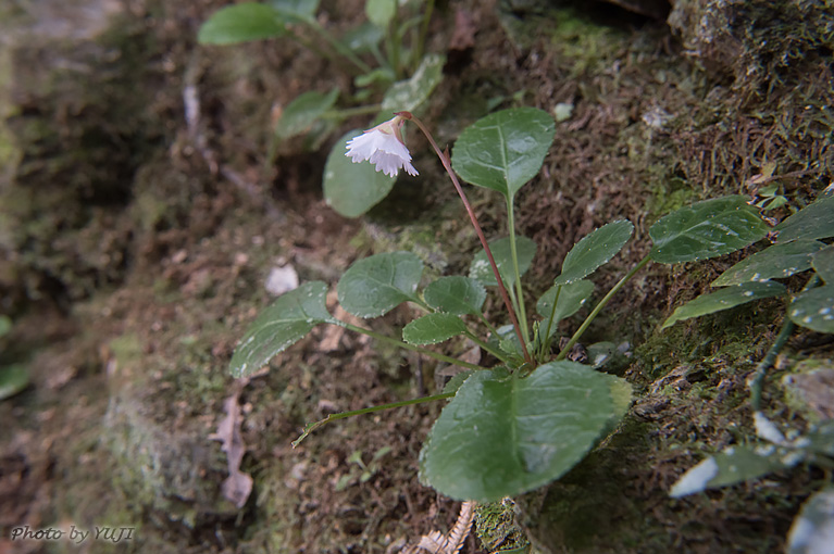 シマイワウチワ（シマイワカガミ、ランダイイワウメ） Shortia rotundifolia var. rotundifolia